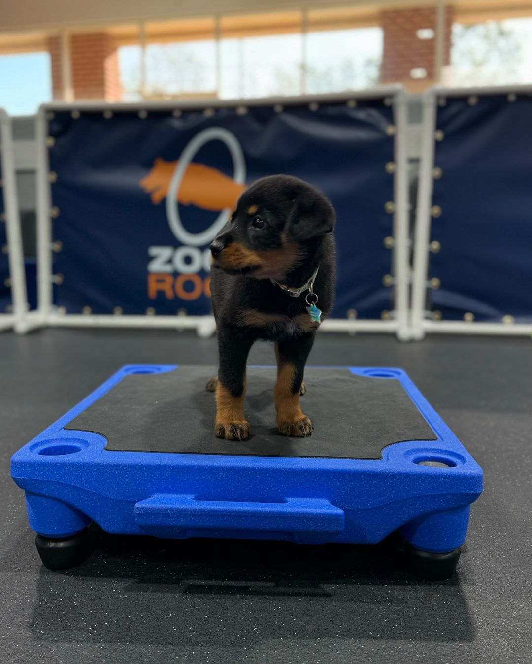 registered rottweiler puppies for sale