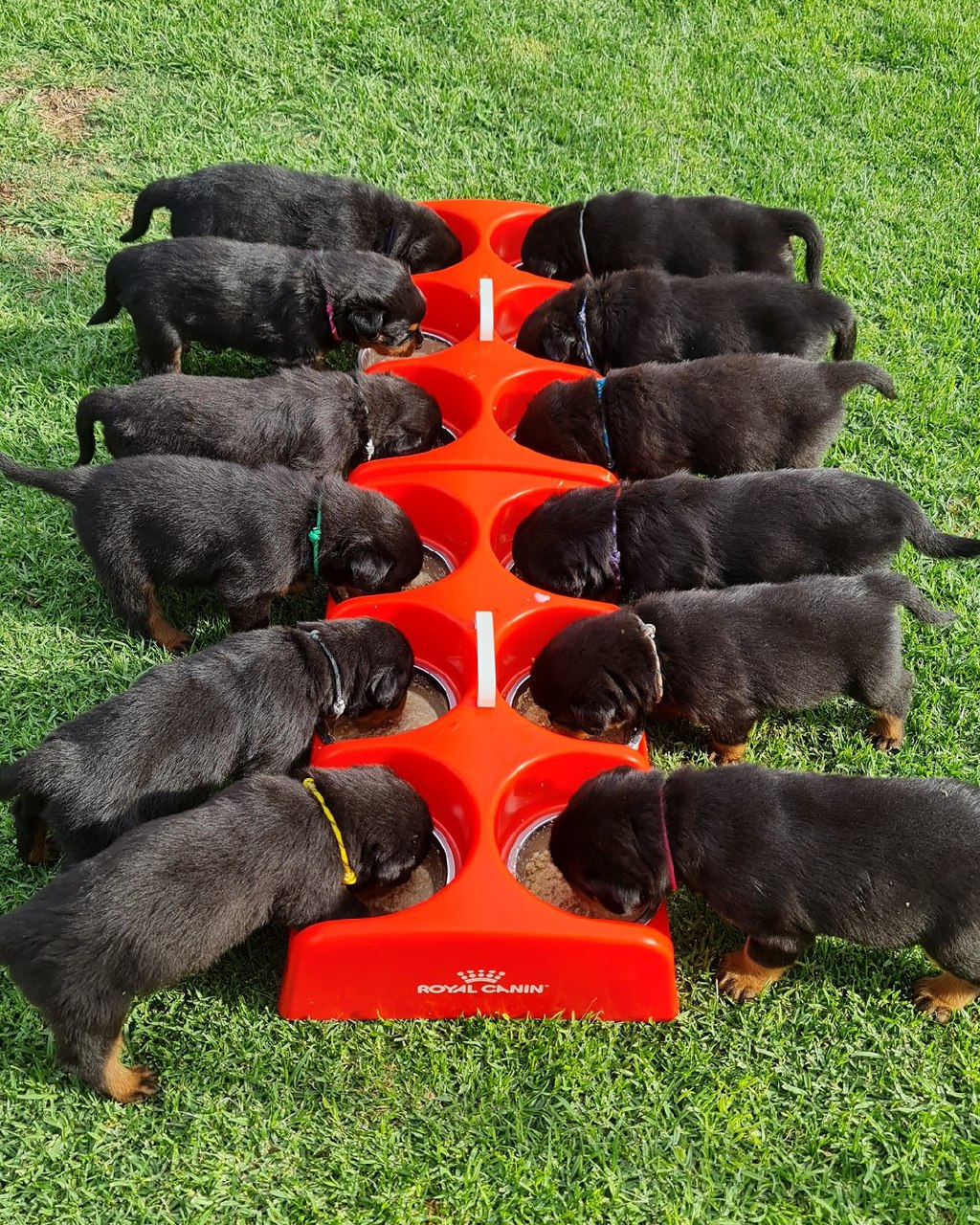 male german rottweiler puppies for sale