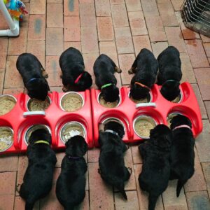 family-raised rottweiler puppies for sale 