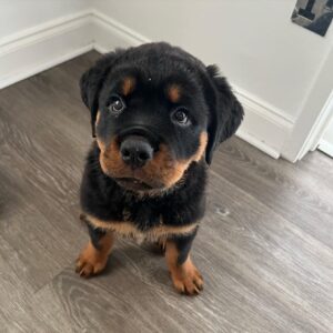 rotti pups for sale