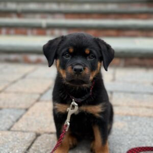 rottweiler breeders puppies for sale