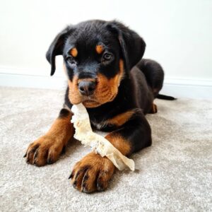 rottweiler puppies buy