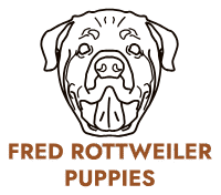 FRED ROTTWEILER PUPPIES